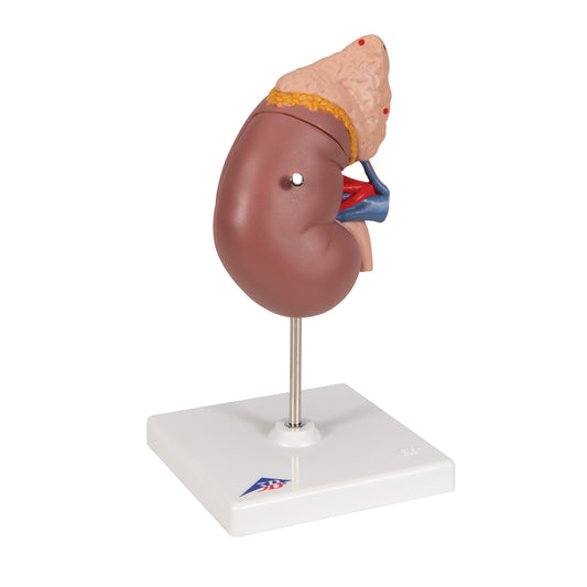 Kidney Model with Adrenal Gland, 2 part