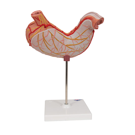 Human Stomach Model, 2 part - 3B Scientific