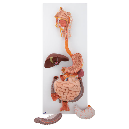 Human Digestive System Model, 3 part - 3B Scientific
