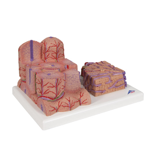 3B MICROanatomy™ Liver Model - 3B Scientific