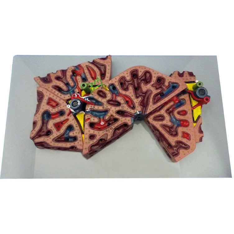 Liver Lobule - Erler Zimmer
