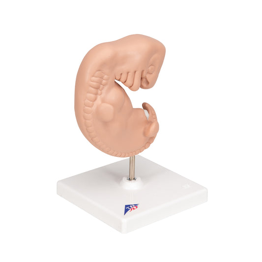 Human Embryo Model, 25 times Life-Size