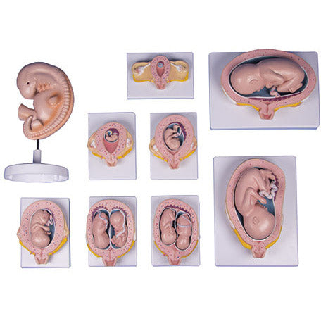 Pregnancy Model Set - 9 Models