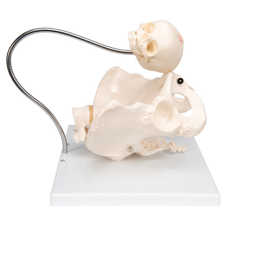Childbirth Demonstration Pelvis Skeleton Model with Fetal Skull - 3B Scientific