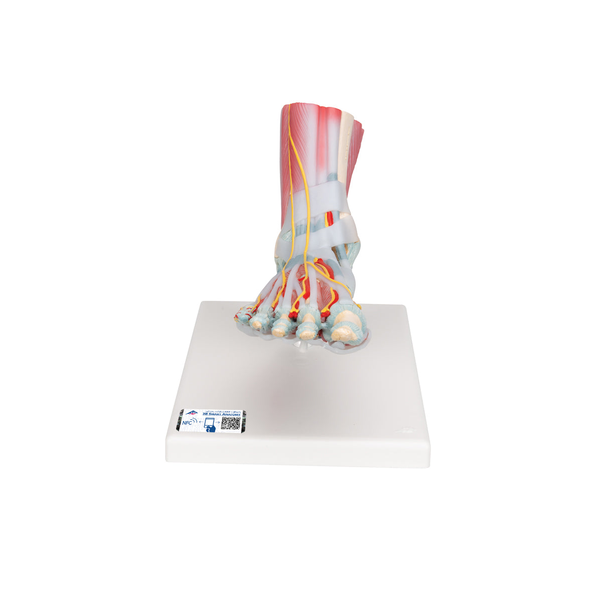 Foot Skeleton Model with Ligaments & Muscles