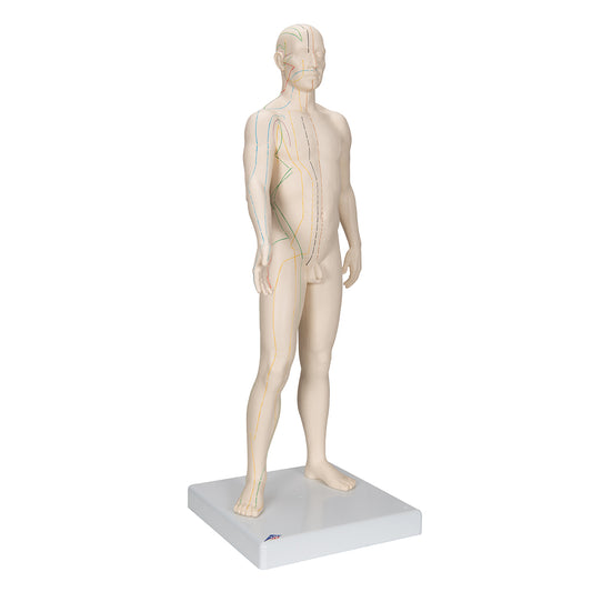 Acupuncture Model, Male - 3B Scientific