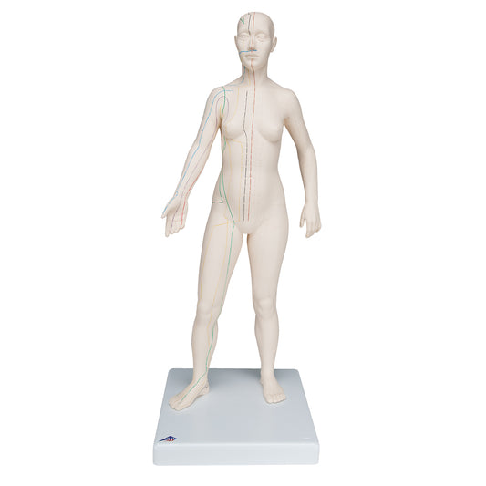 Acupuncture model, female - 3B Scientific