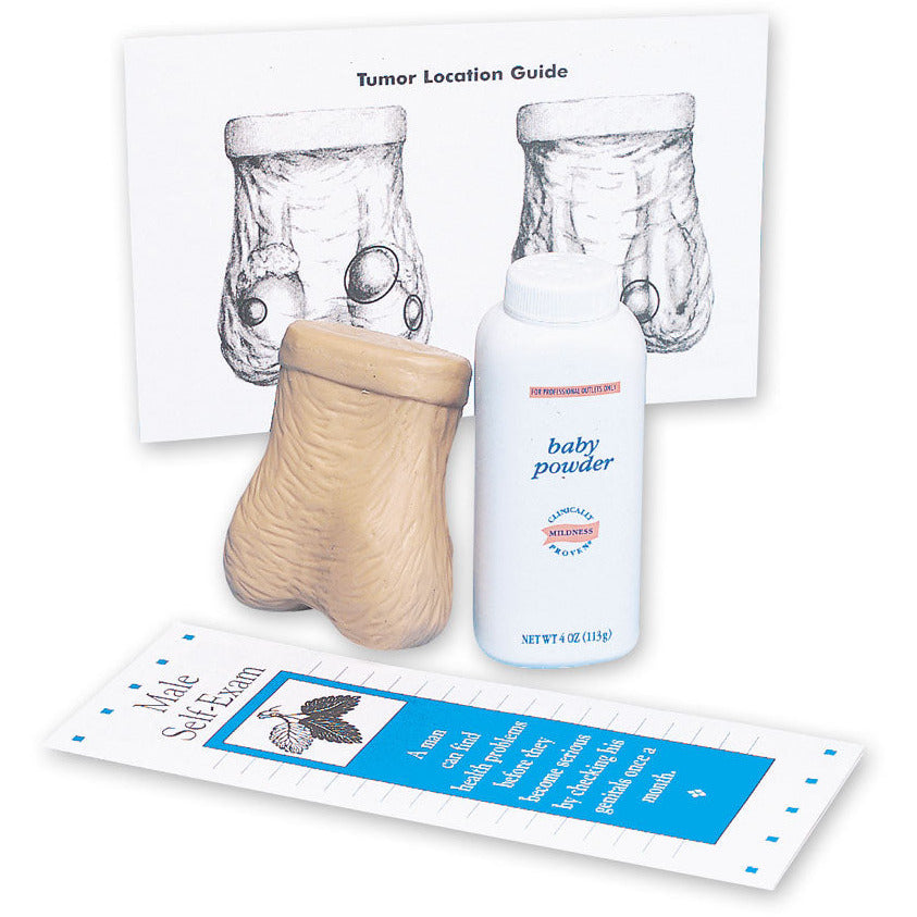 Testicle Self Examination Model - Erler Zimmer