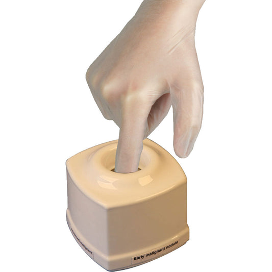 Prostate Examination Trainer - Erler Zimmer