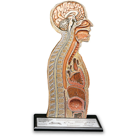 Nasogastric Intubation Model - Health Edco
