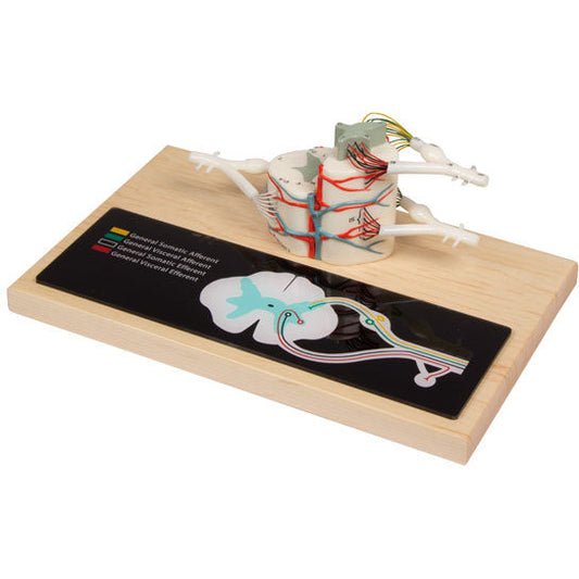 Spinal Cord - 6 Times Full-Size - Erler Zimmer