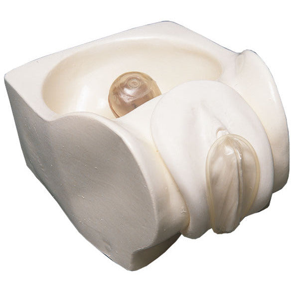 Female Condom Model - Health Edco