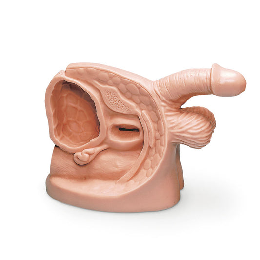 Male Catheterisation Model - Erler Zimmer