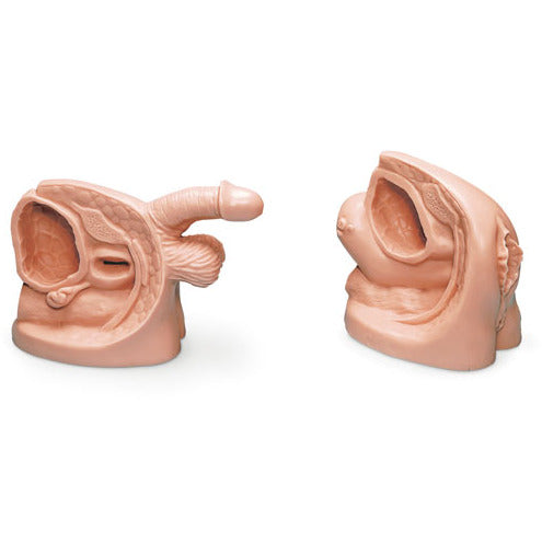 Male & Female Catheterisation Model Set - Erler Zimmer