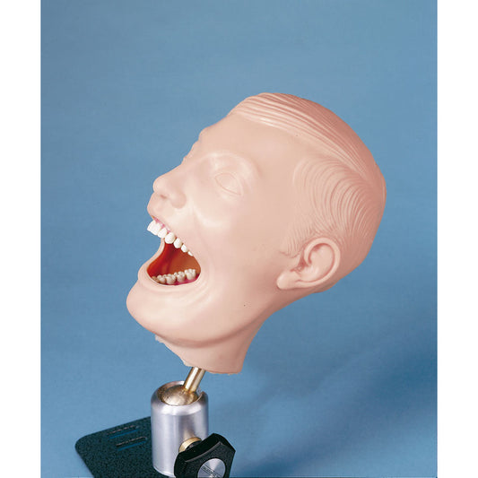 Pediatric X-Ray Dental Manikin - Erler Zimmer