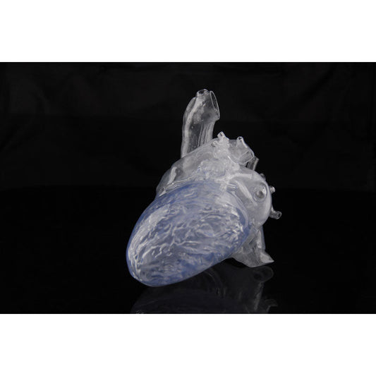 Transparent Reproduction of a real human Heart - Erler Zimmer