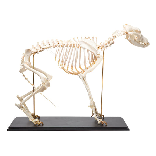 Dog Skeleton (Canis lupus familiaris), Size L, Specimen