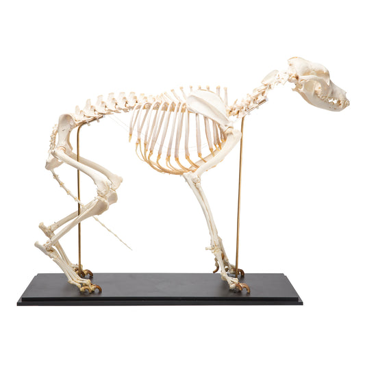Dog Skeleton (Canis lupus familiaris), Size L, Specimen - 3B Scientific