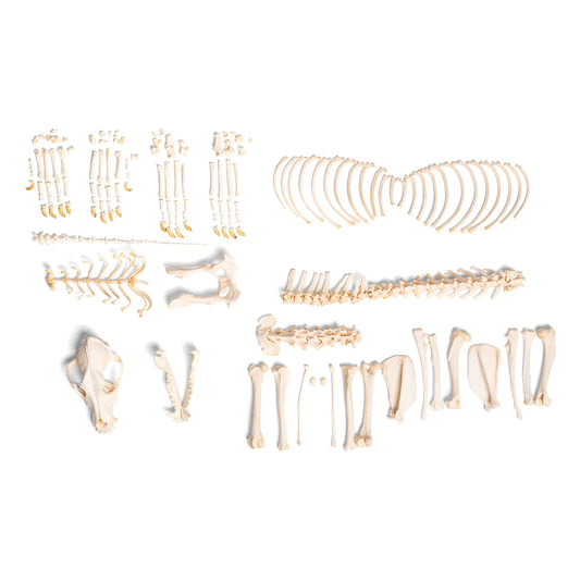 Dog skeleton (Canis lupus familiaris), size M, disarticulated