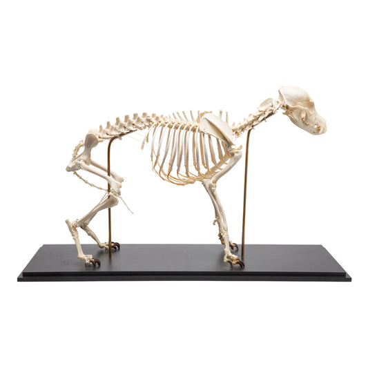Dog Skeleton (Canis lupus familiaris), Size M, Specimen