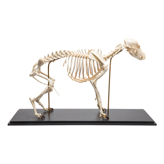 Dog Skeleton (Canis lupus familiaris), Size M, Specimen - 3B Scientific
