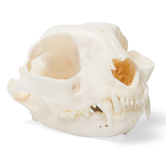 Cat Skull (Felis catus), Specimen
