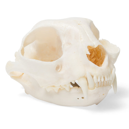 Cat Skull (Felis catus), Specimen - 3B Scientific