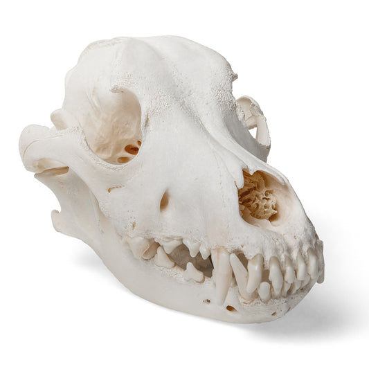 Dog Skull (Canis lupus familiaris), Size L, Specimen