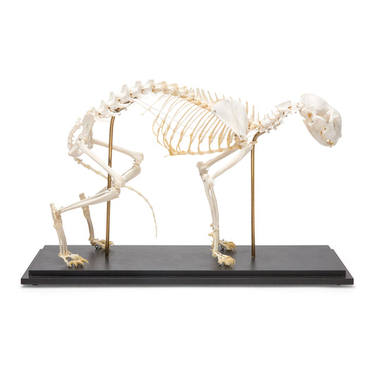 Cat Skeleton (Felis catus), Specimen