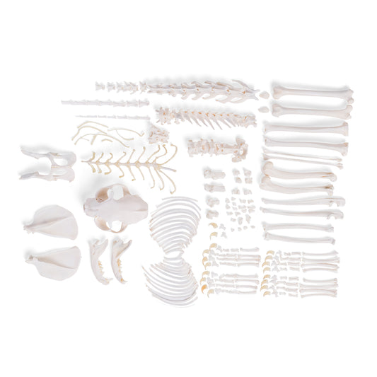 Cat skeleton (Felis catus), disarticulated - 3B Scientific