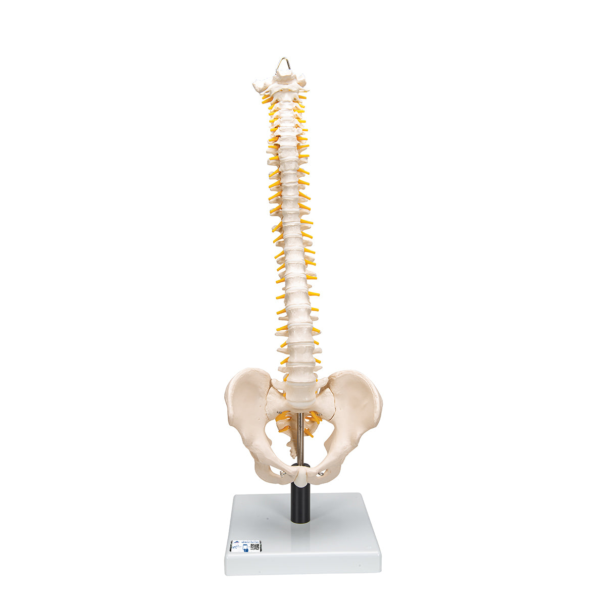 Flexible Human Spine Model with Soft Intervertebral Discs