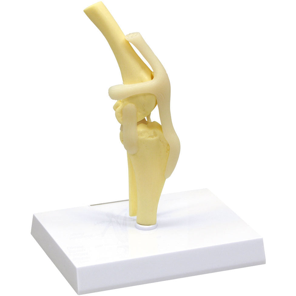 Canine Knee - Erler Zimmer