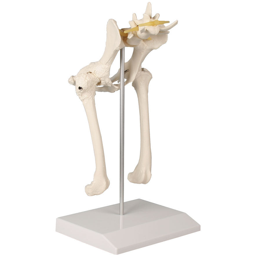 Canine Hip - Erler Zimmer