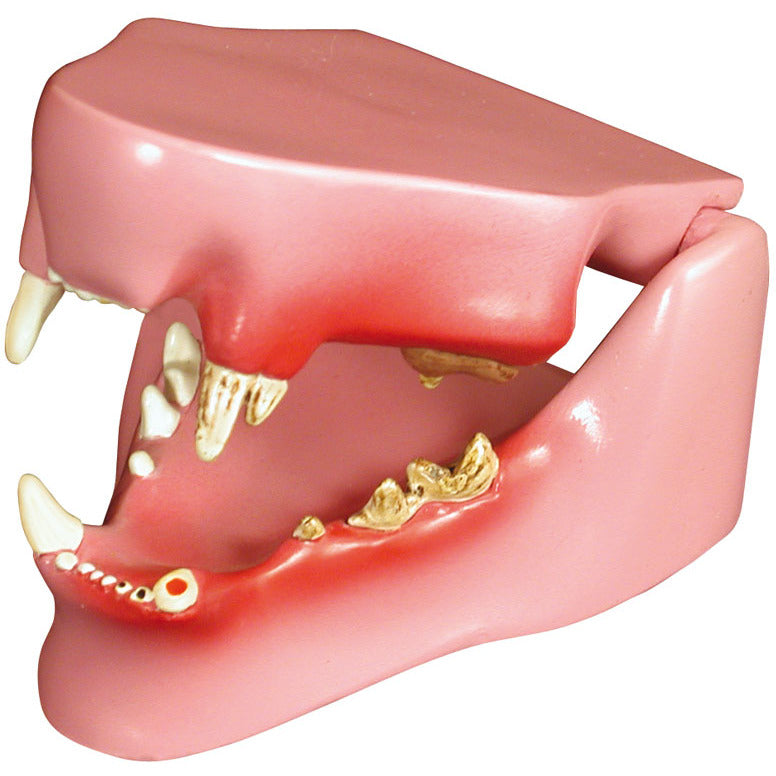 Feline Jaw - Erler Zimmer