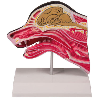 Median Section of a Dog head - Erler Zimmer