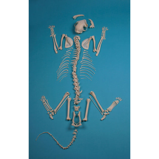 Cat Skeleton Assembled - Erler Zimmer