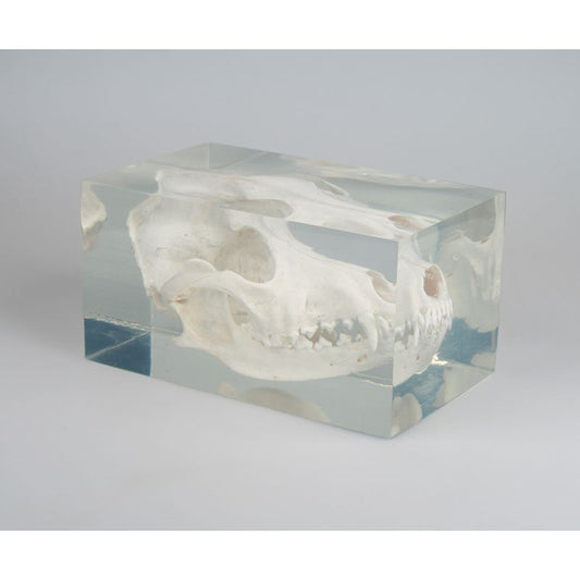Dog Skull in Plastic Block - Erler Zimmer