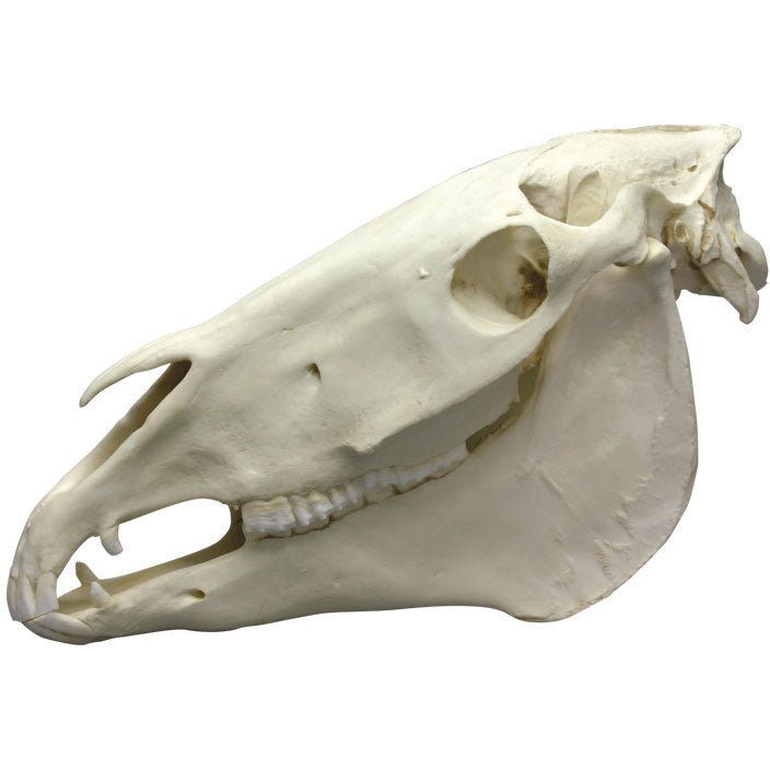 Horse Skull - Erler Zimmer