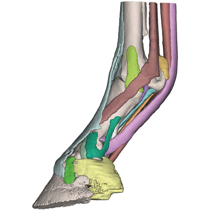 Foot of a Horse - Model 2 - Erler Zimmer