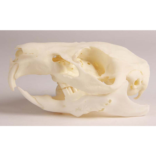 Guinea Pig Skull With Changeable Pathological Jaw - Erler Zimmer