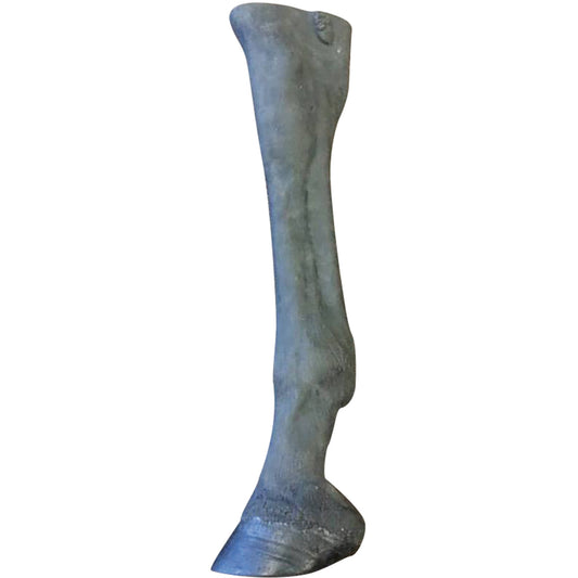 Equine Palpation/ Radiology Limb - Erler Zimmer