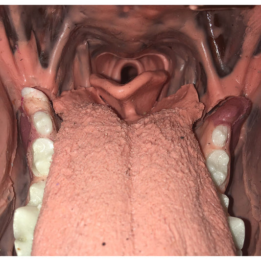 Canine Dental / Surgical Model - Erler Zimmer