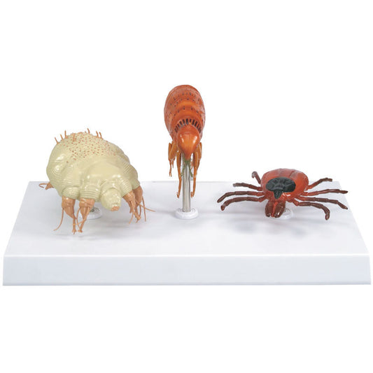 Canine Parasites - Erler Zimmer