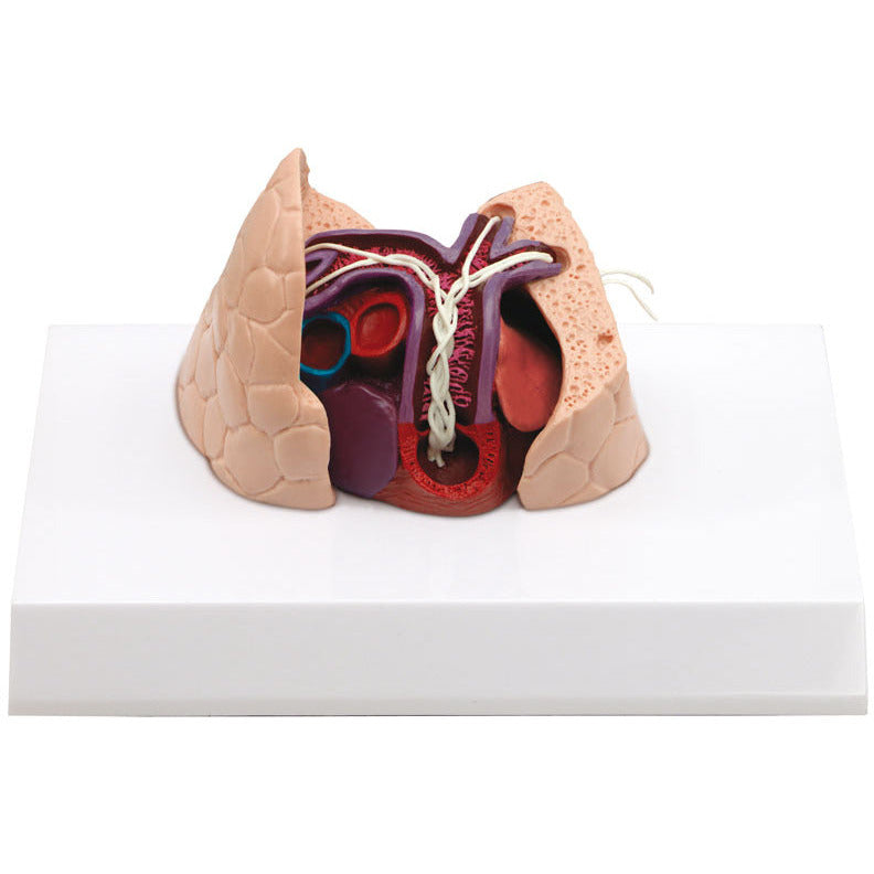 Canine Heart and Lung - Erler Zimmer