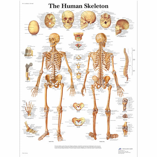 Human Skeleton Chart - 3B Scientific