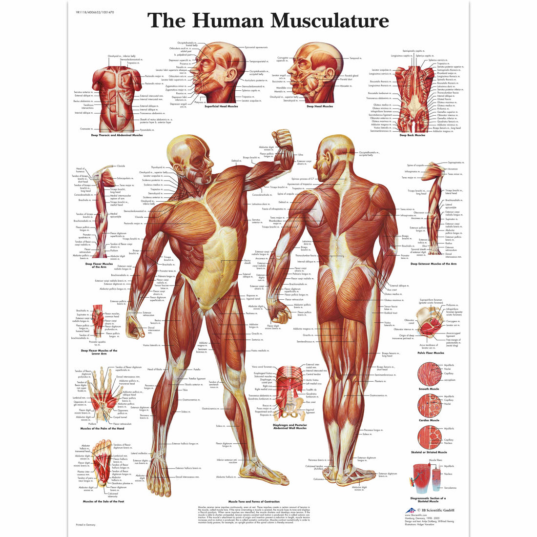 Human Muscle Chart – Medisave UK