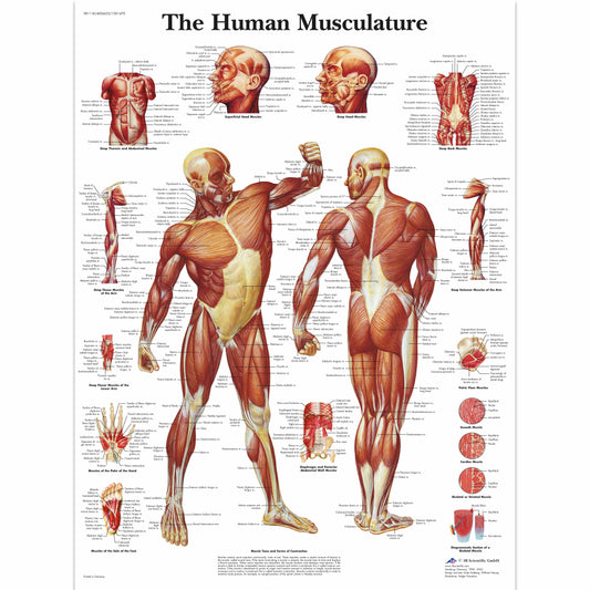 Human Musculature Chart - 3B Scientific