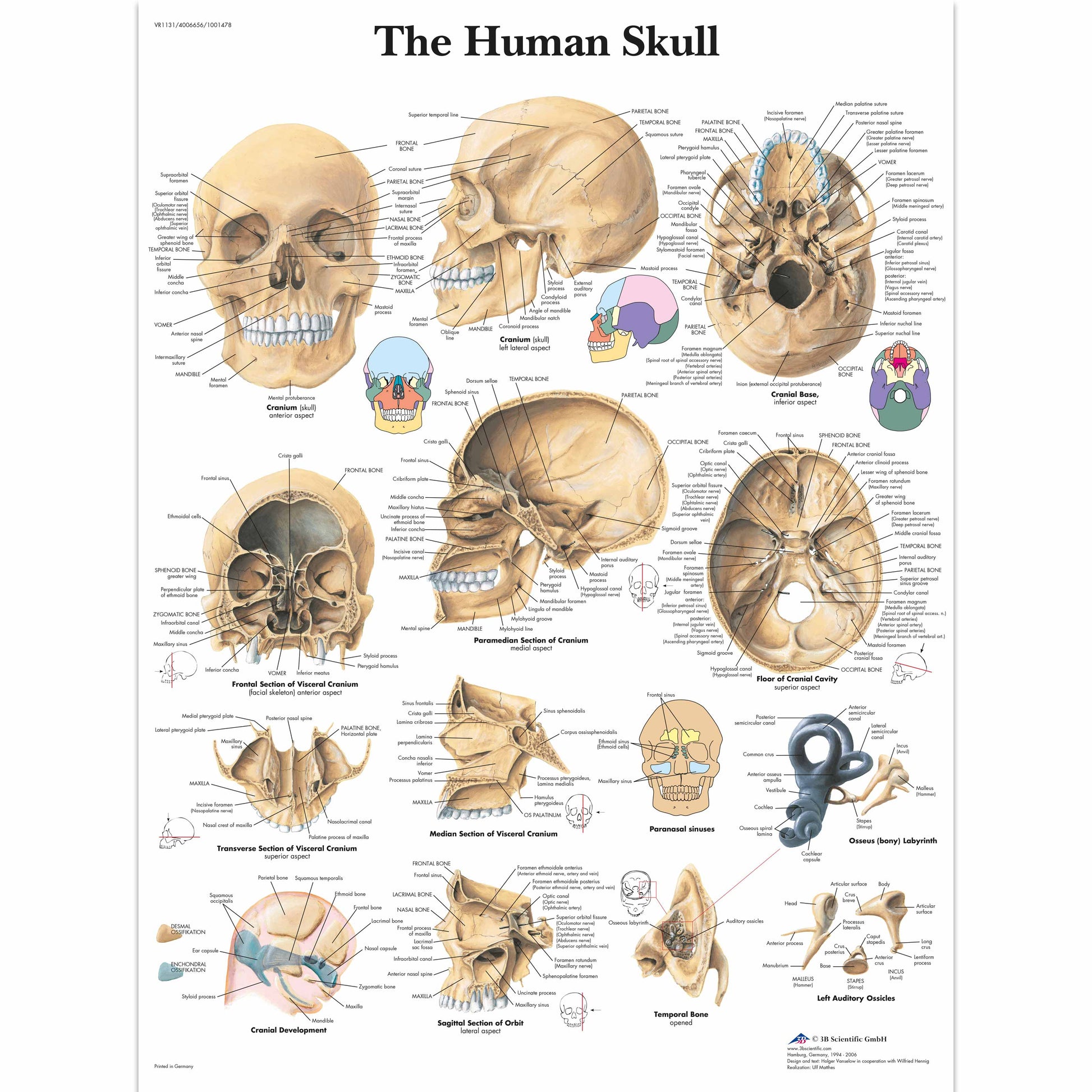 Human Skull Chart - 3B Scientific
