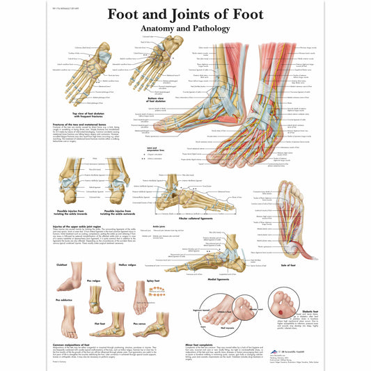 Foot and Joints of Foot Chart