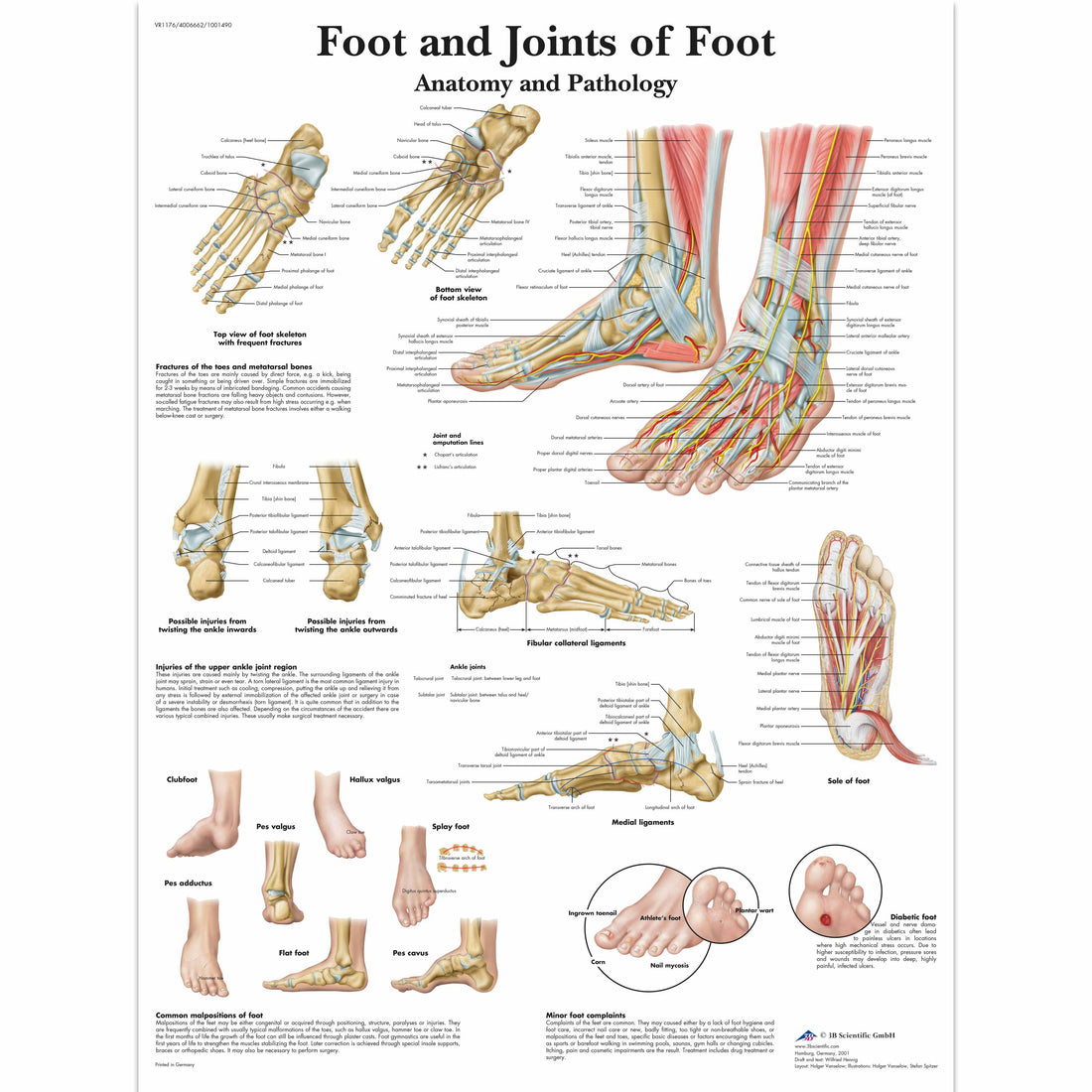 Foot and Joints of Foot Chart Medisave UK